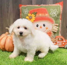 Bichon