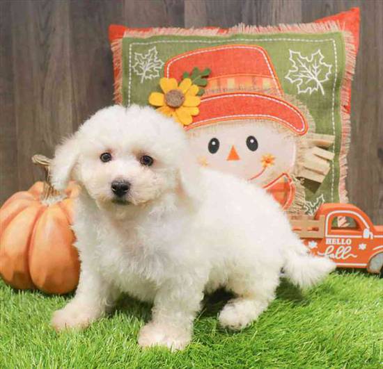 Bichon