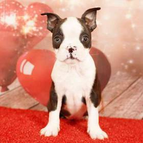 Boston Terrier