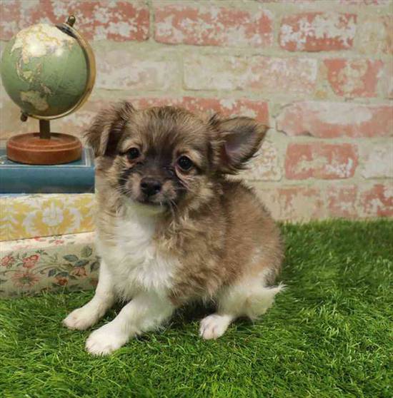 Chihuahua