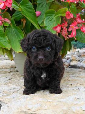 Cockapoo 2nd Gen