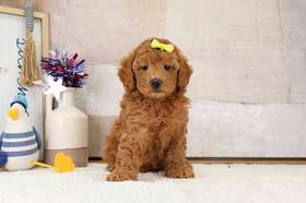 Mini Poodle