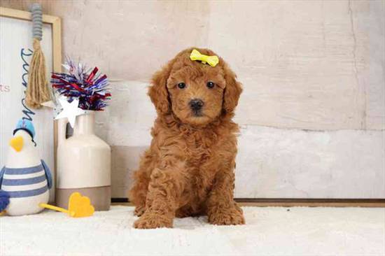 Mini Poodle