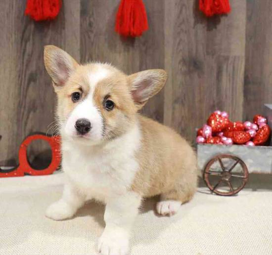 Pembroke Welsh Corgi
