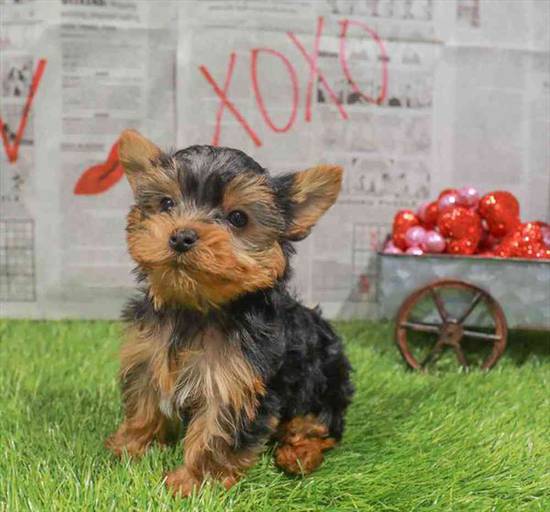 Yorkie