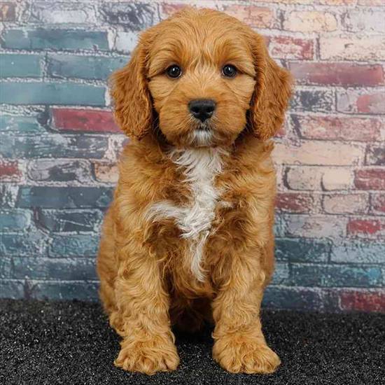 Cockapoo