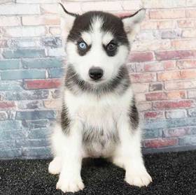 Siberian Husky
