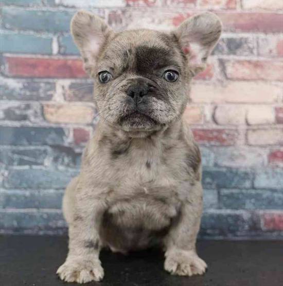 French Bulldog