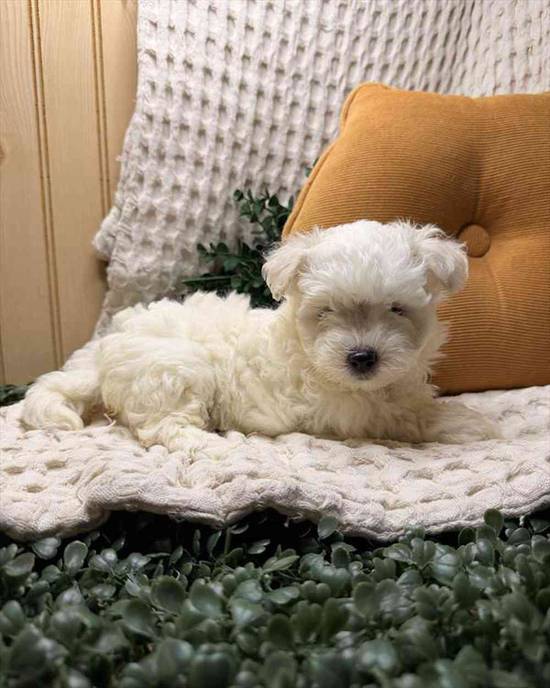 Maltese