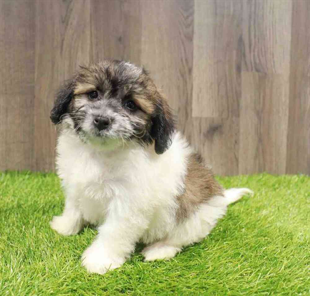 carousel pet images