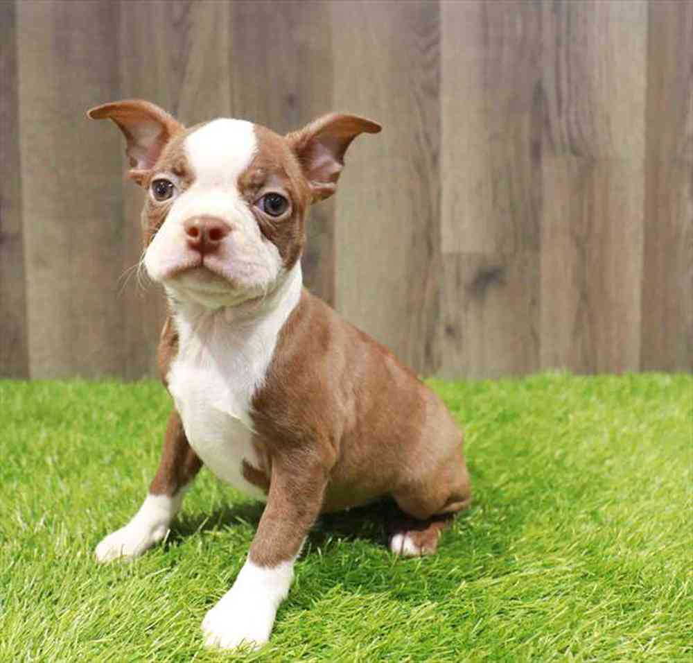 carousel pet images