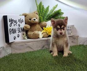 Pomsky