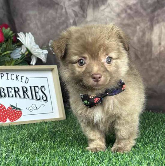PomChi