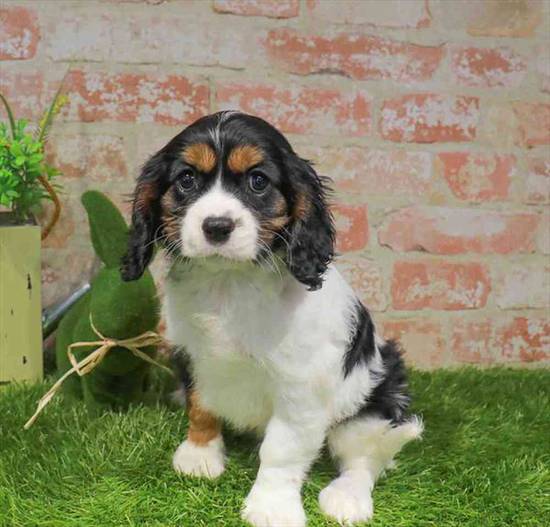 Cavalier King Charles Spaniel