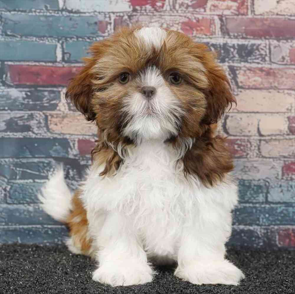 carousel pet images