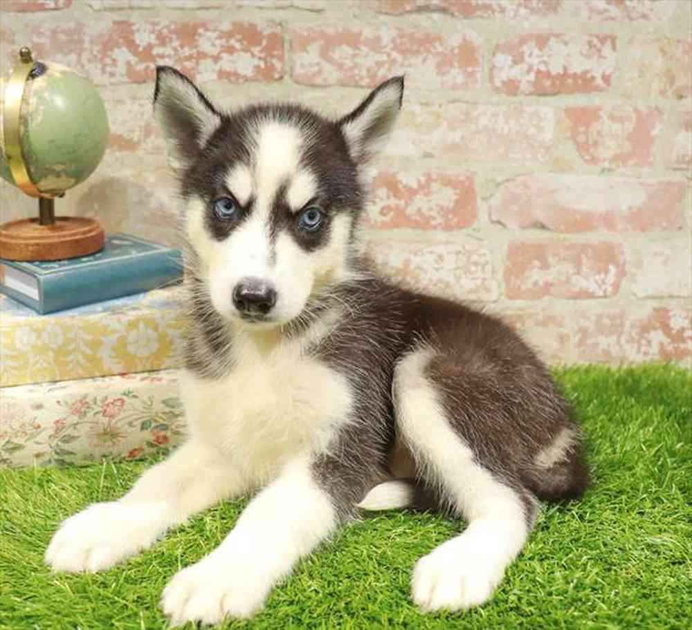 Image of a pet breed in the gallery