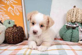 Toy Australian Shepherd