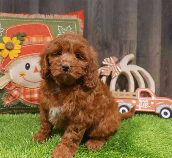 Cavapoo