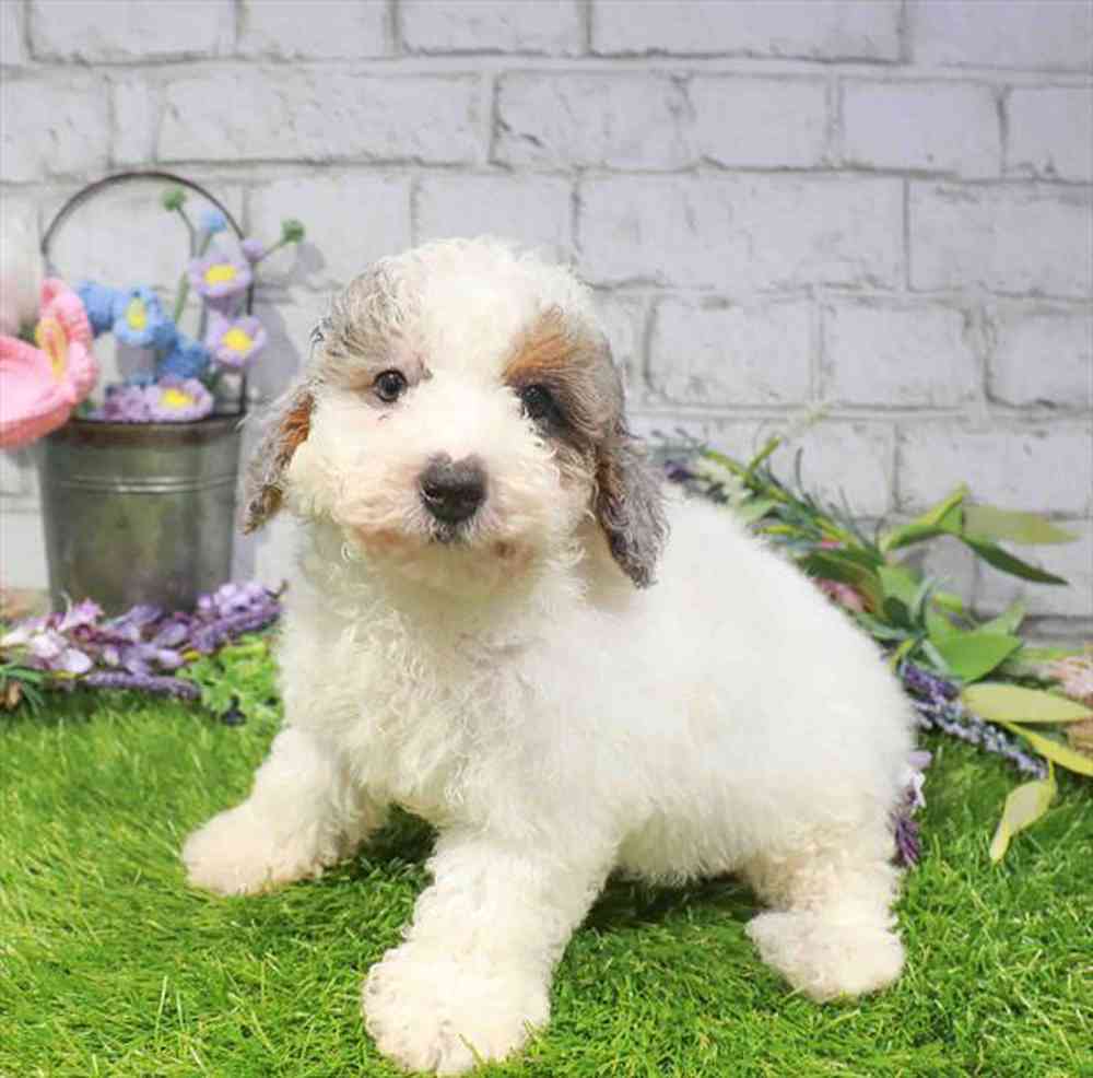 carousel pet images