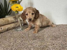 Dachshund