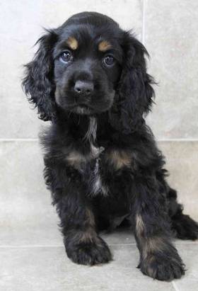 Cocker Spaniel