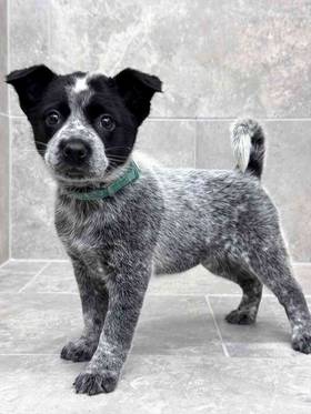 Australian Cattle Dog