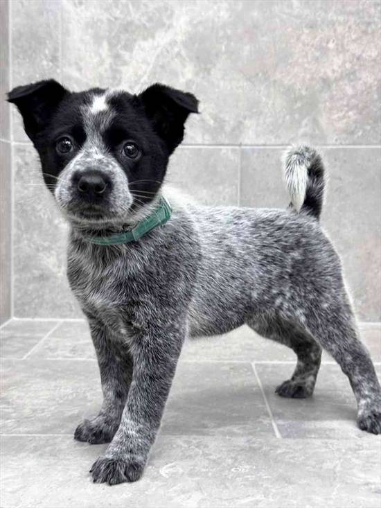 Australian Cattle Dog