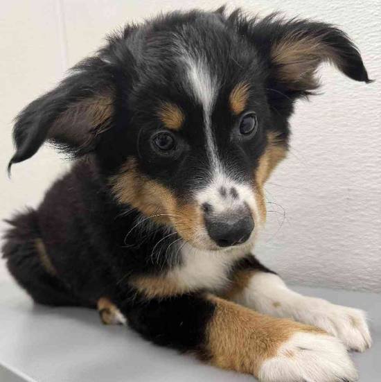 Miniature Australian Shepherd