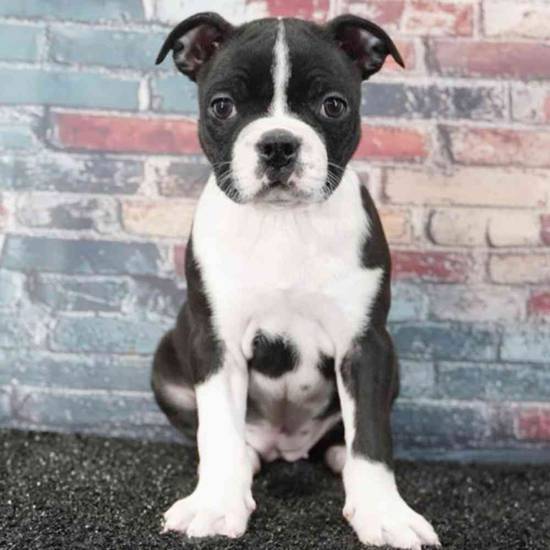 Boston Terrier
