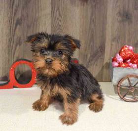 Silky Terrier