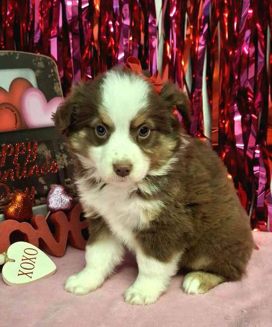 Miniature Australian Shepherd