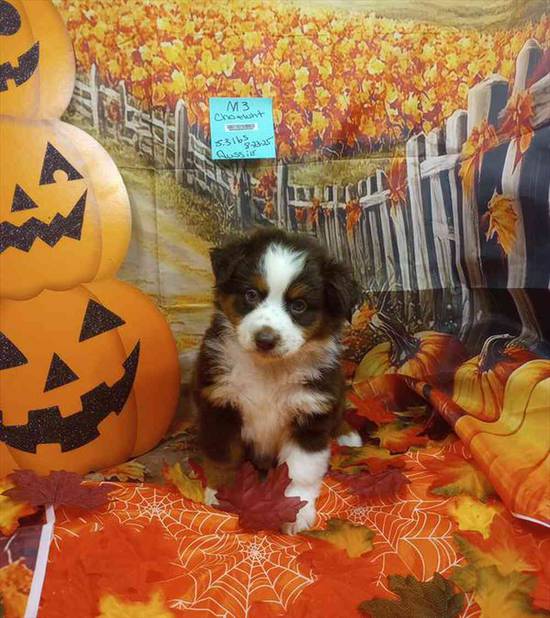 Miniature Australian Shepherd