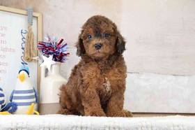 Mini Poodle