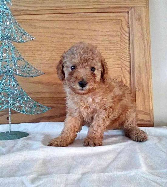 Mini Poodle