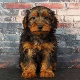 Yorkie-Poo