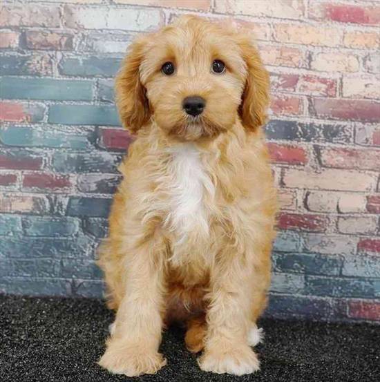 Cavapoo
