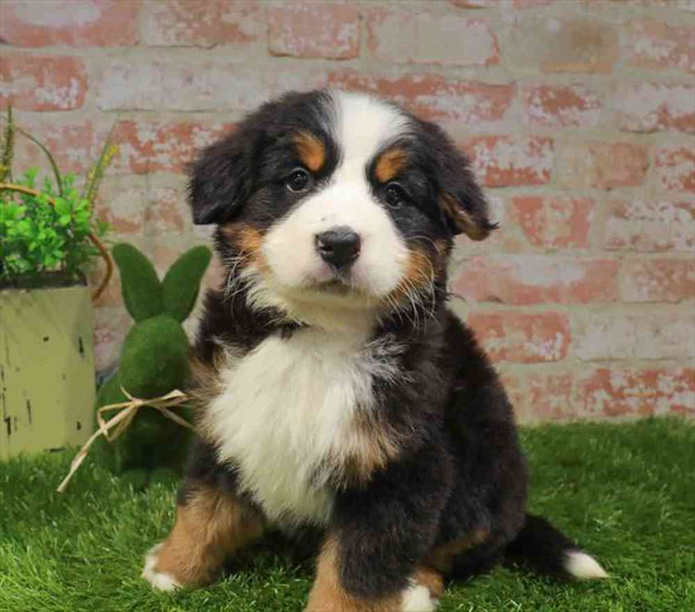 carousel pet images