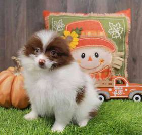 Pomeranian