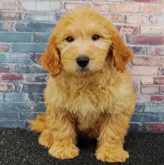 Mini Goldendoodle