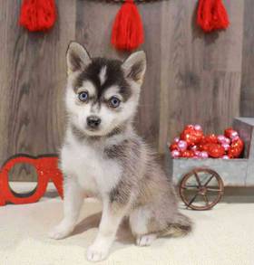 Alaskan Klee Kai