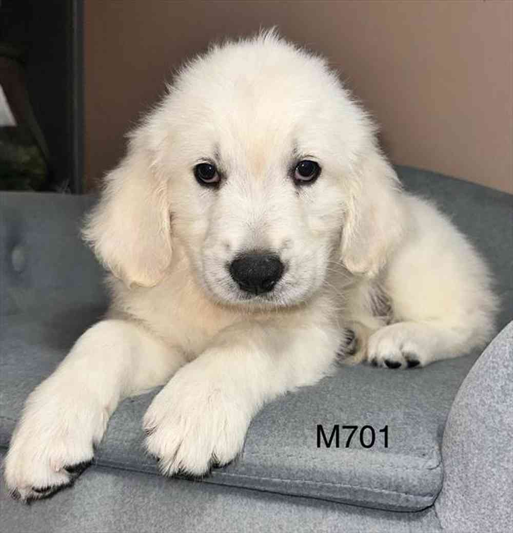 Image of a pet breed in the gallery