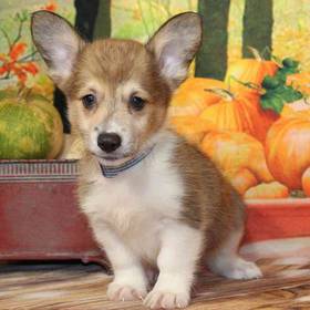 Pembroke Welsh Corgi