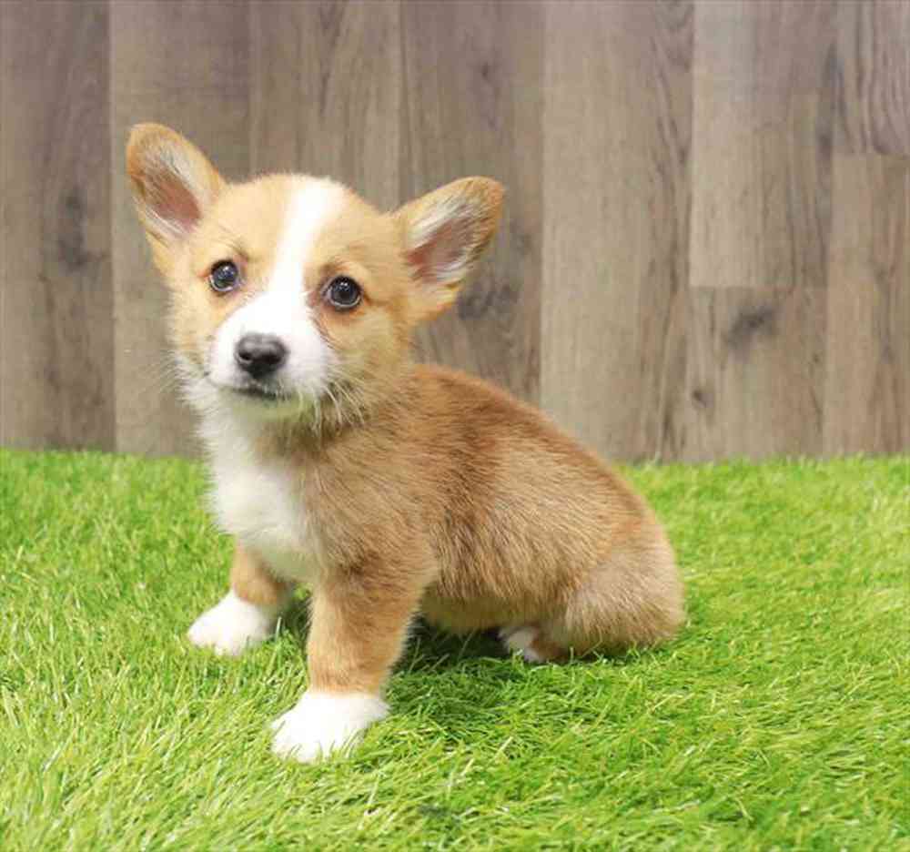 carousel pet images
