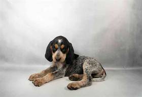American Coonhound