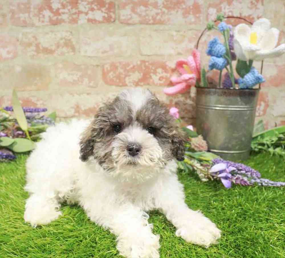 carousel pet images