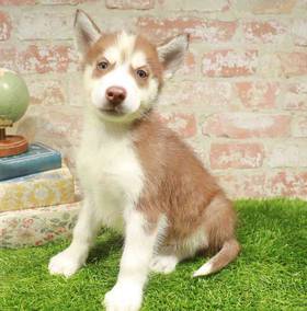 Siberian Husky