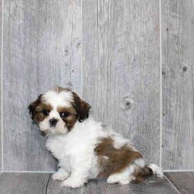 Shih Tzu