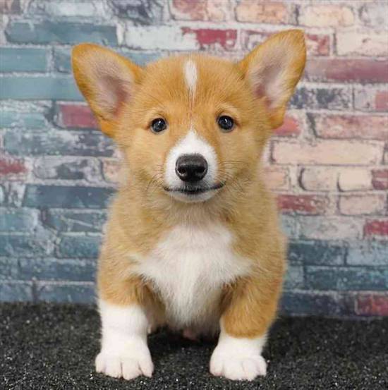 Pembroke Welsh Corgi