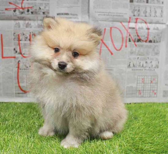 Pomeranian