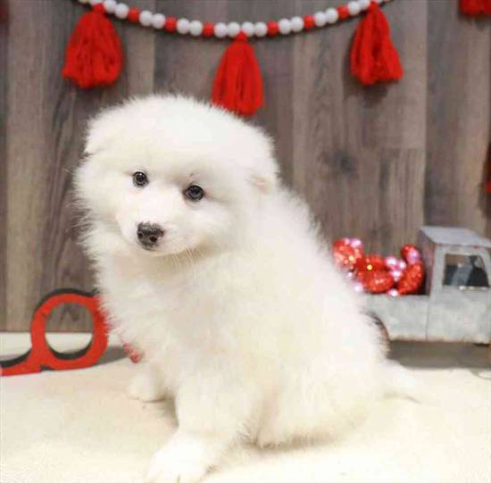 American Eskimo